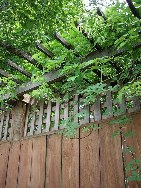 Privacy wall, trellis and vine.  Would LOVE to enclose my yard with this type of fence. Diy Privacy Fence, Small Pergola, Wall Trellis, Privacy Wall, Privacy Fence Designs, Privacy Landscaping, Garden Vines, Backyard Privacy, Privacy Walls