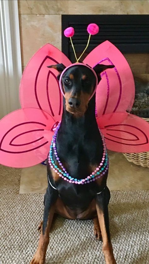 Doberman Funny, Doberman Pinscher Dog, Doberman Puppy, Doberman Dogs, Silly Dogs, Silly Animals, Cute Funny Dogs, Doberman Pinscher, Cute Animal Photos