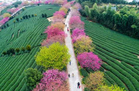 The week in wildlife – in pictures Longyan China, Taiwan Tea, Cherry Trees, Peach Trees, Cherry Tree, Flora And Fauna, Nature Animals, Vacation Spots, Nature Beauty