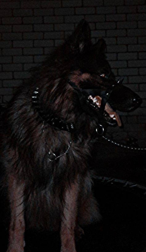 Starflesh Core Animals, Muzzled Dog Aesthetic, Scary Dogs Aesthetic, Muzzle Aesthetic, Guard Dog Aesthetic, Star Flesh Core, Grunge Animals, Scary Dog Aesthetic, Starflesh Core