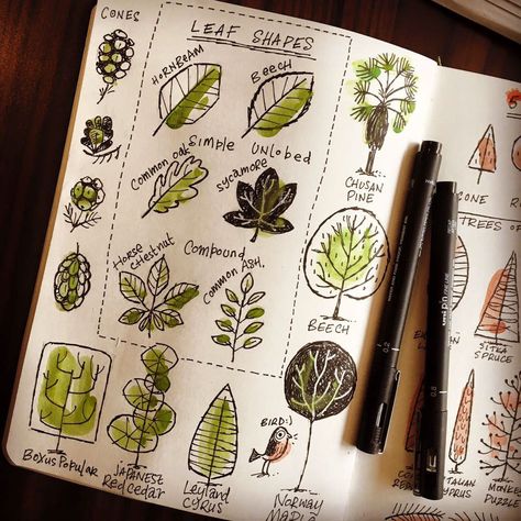 An ongoing collection of my sketchbook ramblings, updated over the year Buch Design, Plant Journal, 수채화 그림, Sketchbook Pages, Ink Drawings, Arte Sketchbook, Sketchbook Journaling, Sketchbook Inspiration, Nature Journal