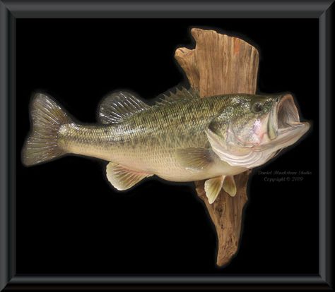 bass images of fish | Largemouth Bass Fish Mounts & Replicas Singing Fish, Turkey Mounts, Fish Wood Carving, Art Fair Booth, Fish Mounts, Taxidermy Decor, Image Of Fish, Taxidermy Display, Game Room Bar