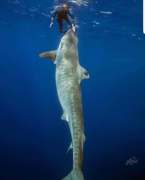 This Tiger Shark is massive. This diver is stark raving mad. When does courage cross over into stupidity. I foresee a 'Grizzly Man' ending in this. Not pretty. McC Shark In The Ocean, Shark Photos, Shark Pictures, Underwater Photographer, Tiger Shark, Shark Fishing, Beautiful Sea Creatures, White Sharks, Sea Monsters