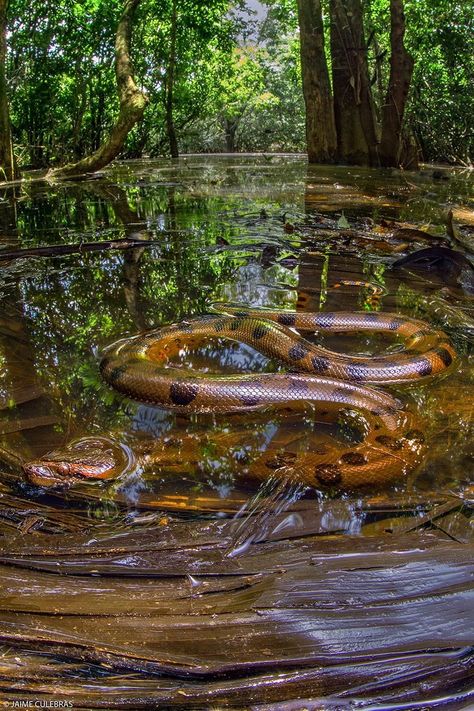 Anaconda Verde, Giant Anaconda, Anaconda Snake, Green Anaconda, Snake Facts, Giant Snake, Largest Snake, Beautiful Snakes, Reptile Snakes