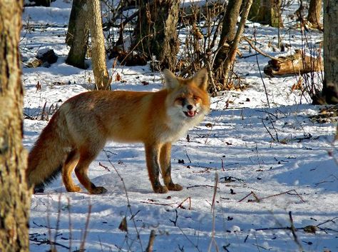 Taiga Biome, Fox Habitat, Red Fox, Habitat, Fox, Collage, Animals, Pins