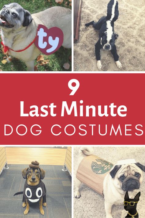 9 Best Last Minute & DIY Dog Halloween Costumes | SO Easy! Diy Dog Halloween Costumes, Halloween Costume For Dogs, Diy Dog Costume, Diy Pet Costumes, Large Dog Costumes, Dog Costumes For Halloween, Costume For Dogs, Costumes For Dogs, Puppy Costume