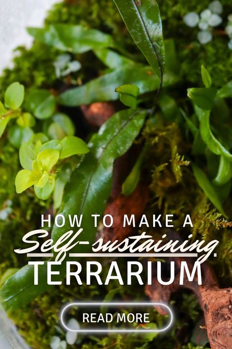 Dreaming of a self-sustaining, zero-maintenance plant terrarium that lasts indefinitely? This article is your guide to creating a long-lasting, healthy terrarium that you can leave unattended for weeks. Discover the vital ingredients for a successful closed terrarium ecosystem and avoid any potential mishaps. No Maintenance Terrarium, Closed Lid Terrarium, Terrarium Self Sustaining, How To Make A Terrarium In A Fish Tank, Closed Terrarium Layers, How To Make A Closed Terrarium, Terrarium Plants Closed, Diy Closed Terrarium, Large Terrarium Ideas