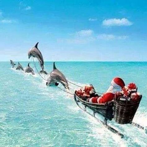 Dolphins pulling Santa's sleigh in the Florida Keys. Christmas In Florida, Peace Music, Christmas At The Beach, Florida Holiday, Aussie Christmas, Florida Christmas, Hawaiian Christmas, Nautical Christmas, Beachy Christmas