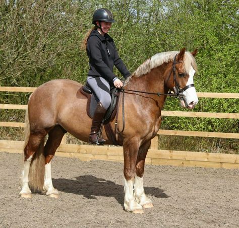 Chestnut Welsh Pony, Flaxen Chestnut Horse, Welsh Horse, Welsh Ponies, Welsh Pony And Cob, Horse Reference, Welsh Pony, Riding School, Cute Horse Pictures