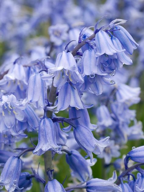 Bluebells (hyacinthoides Hispanica) English Bluebells, Spanish Bluebells, Blue Bell Flowers, Indoor Flowering Plants, Wild Edibles, Language Of Flowers, Flower Therapy, Butterfly Garden, Flowers Nature