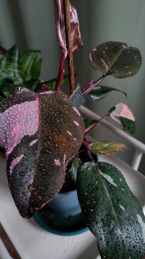 Pink Philodendron, Dorm Plants, Pink Princess Philodendron, Wishlist Plants, Plant Person, Philodendron Pink Princess, Plants Aesthetic, Dream Plants, Philodendron Plant