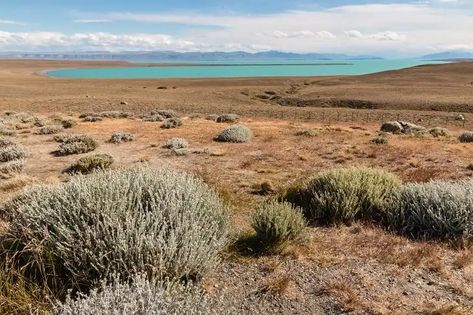 Cold Landscape, Strait Of Magellan, Yellow Finch, Animal Agriculture, Desert Landscaping, Natural Resources, Amphibians, Tourist Attraction, Ecology