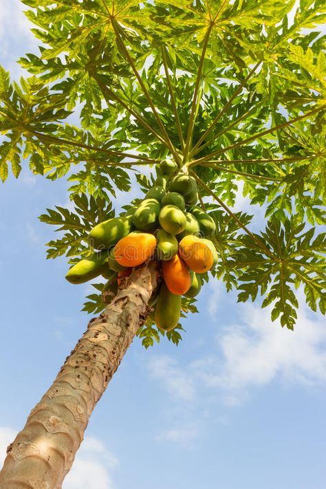 Papaya Growing, Papaya Plant, Papaya Tree, Evergreen Bush, Arborvitae Tree, Garden Nails, Gardening Aesthetic, Papaya Seeds, Redbud Tree