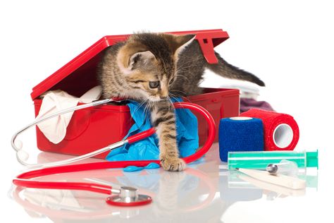 Recommendations for how to build your own pet first aid kit Diy Cat Tent, Pet First Aid, Cat Tent, Veterinary Services, Cat Info, Tabby Kitten, Types Of Cats, Cat Care Tips, Emergency Care