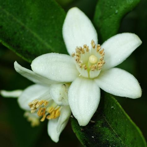 Florida (Orange Blossom) Neroli Essential Oil, Florida Sunshine, Florida Oranges, Florida Girl, Moving To Florida, Old Florida, State Of Florida, Sunshine State, Florida State