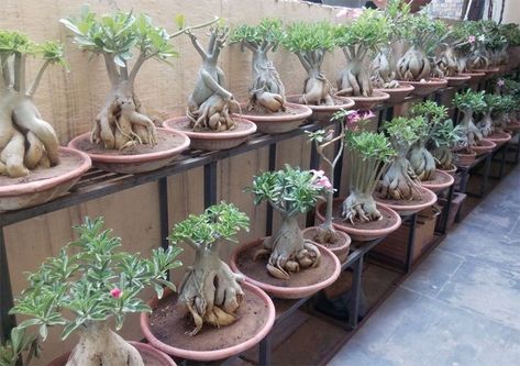 Adenium Plant, Adenium Bonsai, Landscaping Around Pool, Bonsai Fruit Tree, Desert Rose Plant, Front Garden Landscape, Bonsai Art, Miniature Trees, Bonsai Plants