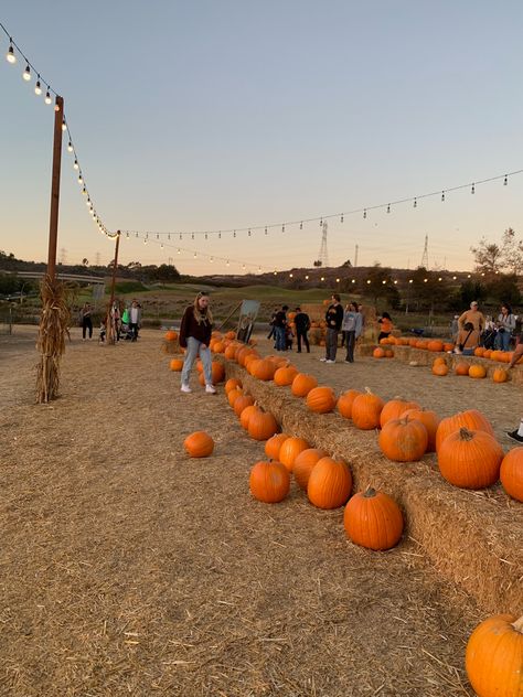 Pumpkin Farm Aesthetic, Pumpkin Painting Aesthetic, Pumpkin Picking Aesthetic, Aesthetic Pumpkin Painting, Dear October, Fall In California, Fall Aesthetic Pumpkin, Pumpkin Patch Aesthetic, Pumpkin Day