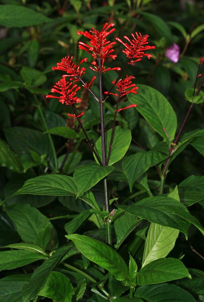 Odontonema cuspidatum - Mottled Toothedthread, Firespike, Fire Spike - Hawaiian Plants and Tropical Flowers Fire Spike Plant, Drought Tolerant Landscape Design, Kid Garden, Plantas Exterior, Night Hawk, Hawaiian Plants, Garden Hat, Potted Garden, Planting Schemes