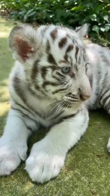 Tigers Videos, Baby White Tiger, White Tiger Cubs, Tiger Video, Tiger Baby, Baby Tiger, Cute Tigers, Tiger Cub, White Tiger