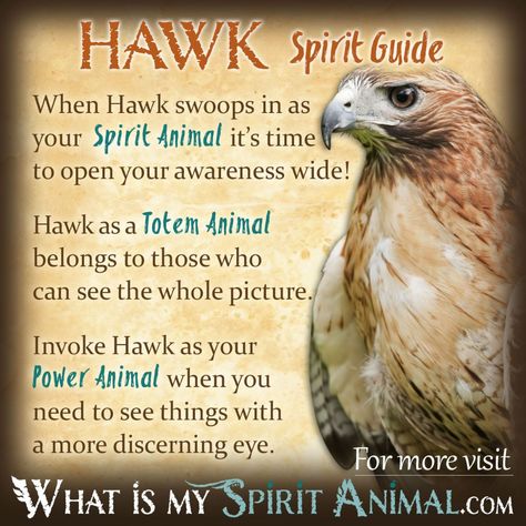 Hawk Symbolism, Native American Animal Symbols, Hawk Spirit Animal, Hawk Spirit, Animal Totem Spirit Guides, Native American Animals, Symbolism Meaning, Spirit Animal Meaning, Animal Meanings