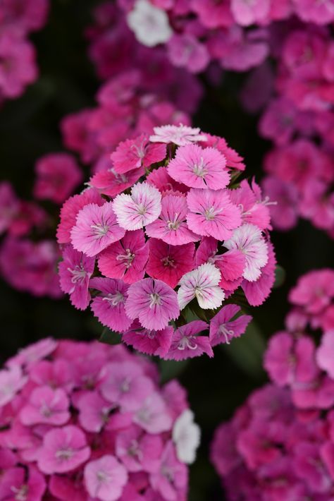 Dianthus Jolt Pink Magic from NGB member Pan American Seed - National Garden Bureau - Jolt Pink Magic delivers "Shocking Summer Color" and stands out in landscapes and containers. Highly durable plants withstand hot conditions with few disease issues. Jolt continues to flower without setting seed spring through the fall. Flowers open white, then light pink, and mature to dark pink. #gardeningtips #summerflowers #pinkflowers Gooseberry Plant, Chives Plant, Cilantro Plant, Dianthus Flowers, Dianthus Barbatus, Blueberry Plant, Pink Magic, Mint Plants, Sweet William