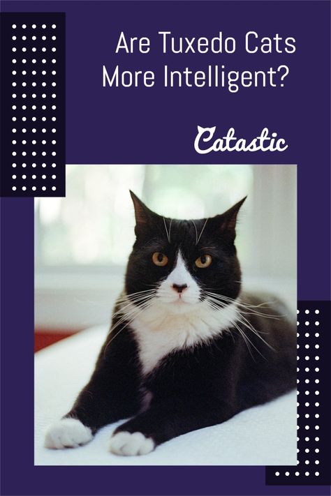 Tuxedo Cats Funny, Tuxedo Cat Aesthetic, Tuxedo Cat Facts, Tuxedo Cat Art, Cats Clothes, Cat Love Quotes, Black Cat Aesthetic, Tuxedo Cats, Pet Cats