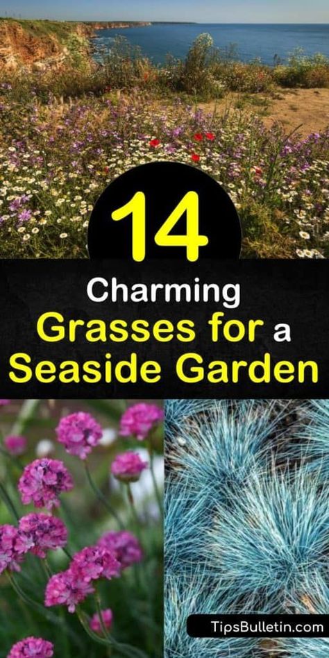 Make your seaside garden stand out with grasses like fescue and reed grass. The seashore creates a harsh environment, but planting your grasses in full sun and well-drained soil will make your garden thrive well past late summer. #grasses #seaside #garden Coastal Landscaping Ideas, Seaside Garden, Perennial Grasses, Beach Grass, Best Perennials, Grasses Landscaping, Garden Stand, Coastal Gardens, Grasses Garden