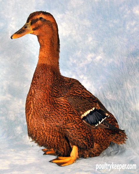 Rouen Ducks, Rouen Duck, Duckling Care, Live Chicken, Duck Breeds, Raising Ducks, Duck House, Chicken Coop Designs, Farm Life