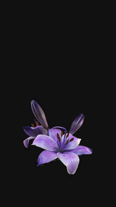 Wallpaper Backgrounds Aesthetic Vintage Dark Purple, Flower Lockscreen, Lavender Wall, Lily Wallpaper, Dark Purple Flowers, Dark Purple Wallpaper, Blue Flower Wallpaper, Purple Flowers Wallpaper, Cute Summer Wallpapers