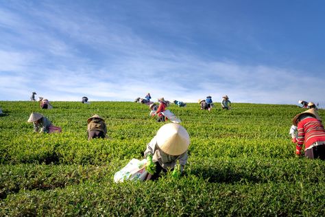 Climate Change and the Future of Food | unfoundation.org Sumber Daya Alam, Australian Farm, Green Revolution, Animal Agriculture, Agriculture Industry, Sustainable Agriculture, Sustainable Farming, Essay Topics, Soil Health