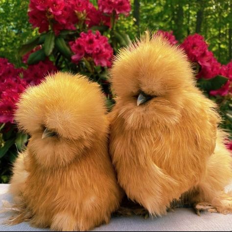 Cochin Bantam, Pet Chickens Breeds, Silkie Rooster, Cochin Chickens, Manifestation 2024, Ginger Roots, Bantam Chickens, Fancy Chickens, Silkie Chickens