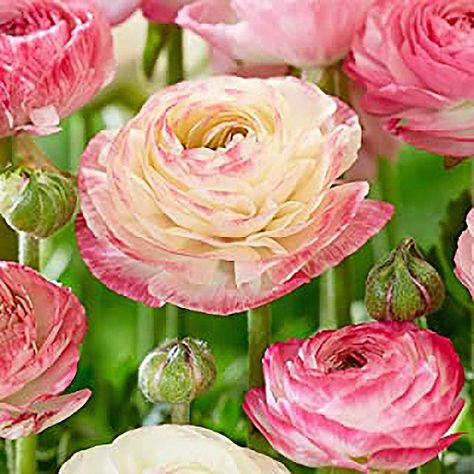 Growing Ranunculus, Persian Buttercup, Pink Perennials, Orchid Flower Arrangements, Longfield Gardens, Ranunculus Flowers, White Plants, Pink French, Zone 5