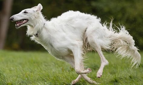 Russian Wolfhound, Borzoi Dog, Dog Anatomy, Dog Poses, My Animal, Wild Dogs, Open Floor, Beautiful Dogs, 그림 그리기