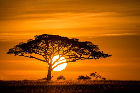 https://flic.kr/p/EwY7wV | Sunrise on the Serengeti | The Umbrella Thorn Acacia Tree is an icon of the Serengeti plains.  In the early morning light they reach their twisting limbs out welcoming in the new day.  A favorite food of a lot of the grazing animals, it's wood was also used for the arc of the covenant. A truly multi-purpose tree!  This morning we waited patiently, finding a spot to position to capture the rising sun. Adjusting a few times we were able to capture this moment. Savannah Sunset, Africa Sunset, Africa Tattoos, African Tree, African Tattoo, African Savannah, Africa Photography, African Symbols, African Sunset