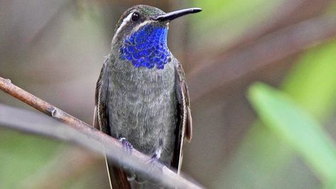 Birds Of Arizona, Make Hummingbird Food, Desert Birds, Arizona Birds, Hummingbird Species, Wild Birds Unlimited, Hummingbird Food, California Condor, List Of Birds