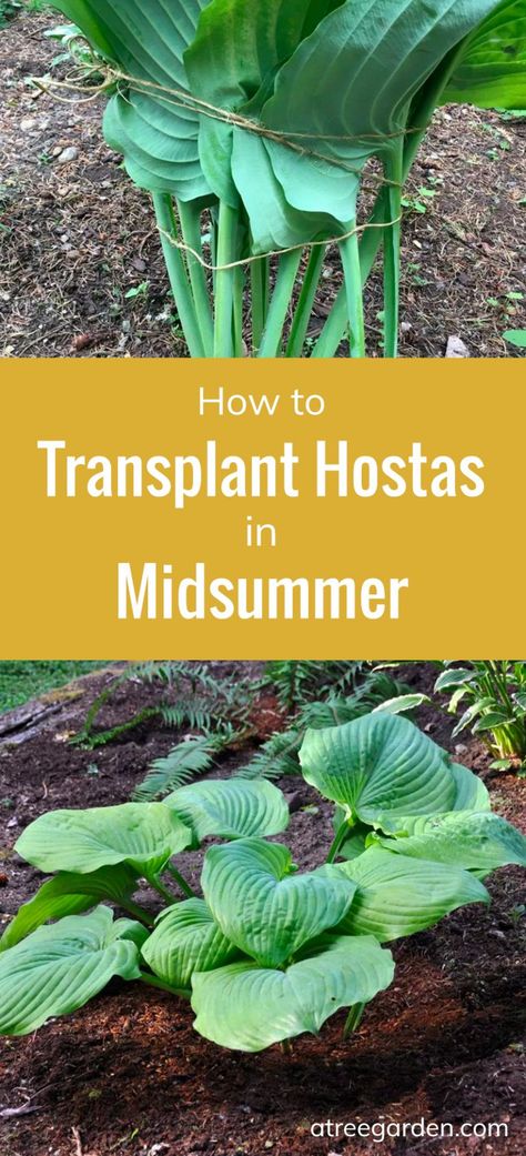 How To: Transplant Hostas in Midsummer | A Tree Garden How To Propagate Hostas, Replanting Hostas, How To Transplant Hostas, Fertilizer For Hostas, Hosta Shade Garden, When To Transplant Hostas, Transplant Hostas, Hosta Care, Hosta Gardens