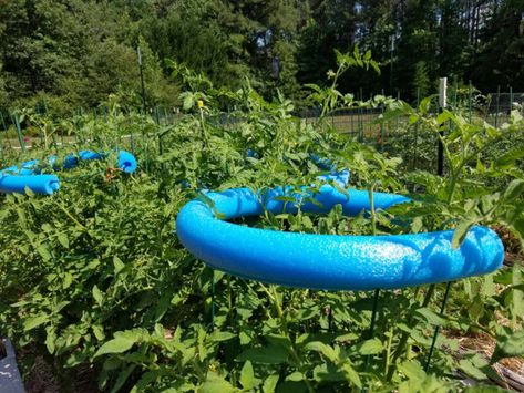 pool-noodles-tomatoes-hack Noodles Ideas, Garden Ideas Cheap, Diy Raised Garden, Plant Hacks, Raised Garden Beds Diy, Pool Noodle, Tomato Cages, Christmas Yard Decorations, Beautiful Outdoor Spaces