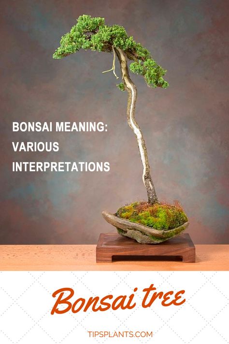 Various Bonsai Bonsai Quotes, Bonsai Meaning, Juniperus Chinensis, Bonsai Tree Types, Tree Quotes, Juniper Bonsai, Mini Bonsai, Wishing Tree, Bonsai Art