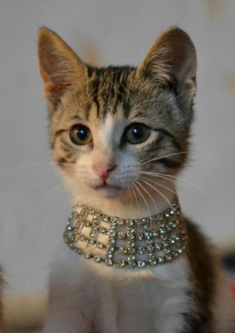 Cat Diamond Collar, Diamond Cat Collar, Cat With Necklace, Fancy Cat Collar, Spoiled Cats, Diamond Collar, Princess Kitty, Image Chat, Fancy Cats