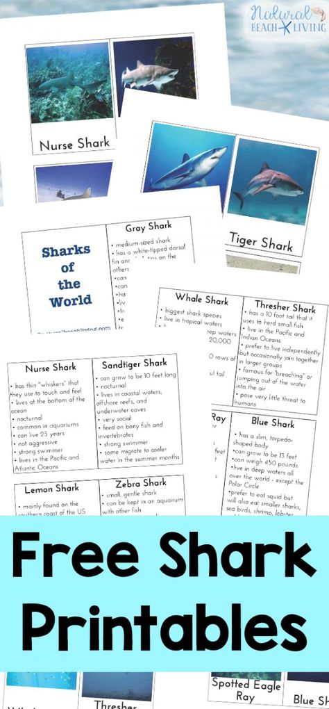 33+ Best Shark Printables, Templates, and Activities - Natural Beach Living Shark Week Activities For Kids, Shark Week Activities, Shark Science, Shark Information, Shark Week Crafts, Ocean Lesson Plans, Shark Printables, Shark Activities, Shark Week Party