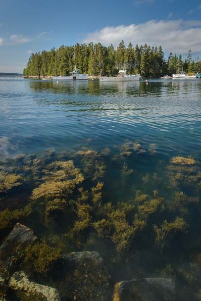 Underwater Seaweed, East Coast Vacation, Downeast Maine, New England Coast, Maine Vacation, Maine Travel, Scenic Byway, Acadia National Park, Scenic Drive