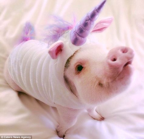 Micro pig! Micro Pigs, Teacup Pigs, Cute Piglets, Mini Pigs, Cute Piggies, Pet Pigs, Baby Pigs, Cute Pigs