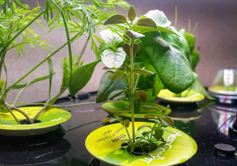 Aerogarden Diy, Aero Garden, Indoor Hydroponic Gardening, Thyme Garden, Growing Oregano, Pruning Plants, Herb Garden In Kitchen, Inside Garden, Garden Insects