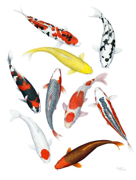 Koi Fish Pictures, Koi Fish Art Wallpaper, Koi Fish From The Side, Japan Koi Fish, Colorful Koi Fish, Koi Fish From Above, Koi Fish Art, Koi Varieties, Koi Fish Drawing