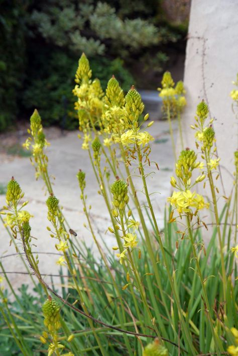 Bulbine frutescens Bulbine Frutescens, Oak Grove, Plant Combinations, Country House, Dark Green, Plants, Green