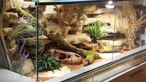 Came across this tank set up in a Leopard Gecko group. Don't know who made it, but I think it's gorgeous! Bioactive Enclosure, Leopard Gecko Cage, Gecko Cage, Desert Terrarium, Gecko Vivarium, Leopard Gecko Habitat, Vivarium Ideas, Dragon Terrarium, Leopard Gecko Tank