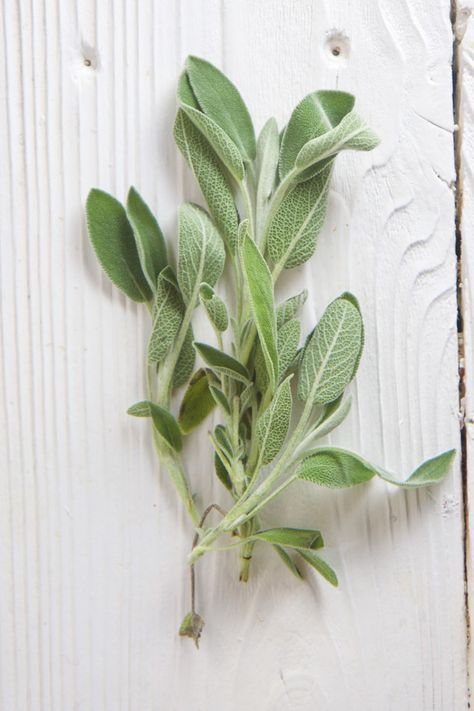 Peanut Butter Oatmeal Bake, Oat Bake, Peanut Butter Oat, Oatmeal Bake, Sage Herb, Early Spring Wedding, Herb Prints, Rosemary Sage, Sage Plant