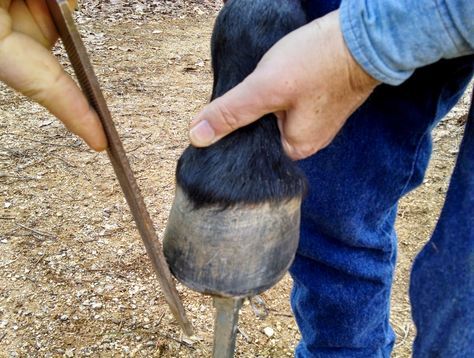 "A Few Tips To Trim Your Barefoot Horse" Horse Hooves, Haflinger Horse, Horse Hoof, Horse Knowledge, Horse Care Tips, Hoof Care, Horse Info, Diy Horse, Horse Anatomy