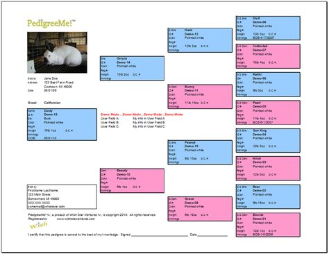 I like the idea of a pic of rabbit on pedigree! free rabbit pedigree templates | Free Pedigree Chart Template Rabbit Pedigree Chart Printable Free, Rabbit Pedigree Template, Bunny Playground, Rabbit Pedigree, Rabbitry Ideas, Rabbit Keeping, Giant Rabbits, Rabbit Hutch Plans, Show Rabbits