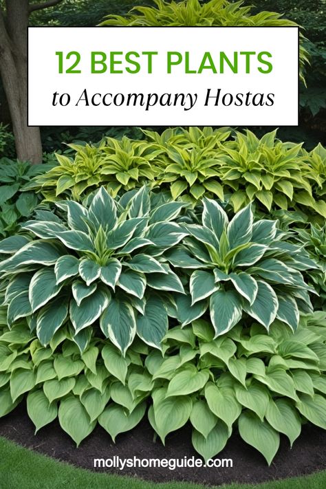 Enhance the beauty of your hostas with the best companion plants to create a stunning garden oasis. Discover a variety of options to plant alongside your hostas, from lush ferns to vibrant astilbes. Explore shade garden design ideas that incorporate beautiful foliage contrasts and complementary textures. Whether you're looking for new landscaping inspiration or simply curious about what thrives alongside hostas, this collection of companion plants is sure to inspire your next gardening project. Fox Tail Fern Landscape, Hostas And Astilbe Landscaping, Planting Hostas Landscaping Ideas, Liriope Companion Plants, Hosts Garden Ideas, Hosta Gardens Layout, Hosts Garden, Ferns And Hostas, Landscaping With Hostas